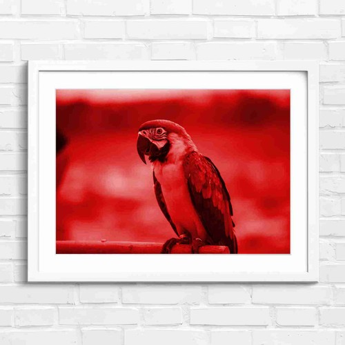 Blue and gold macaw bird - blue,