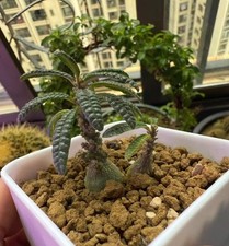 2pcs Rare Dorstenia gigas