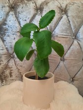 Bryophyllum pinnatum, Leaf of