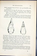 Old 1896 Lloyd Sharpe Game Birds Three-Toed Sand-Grouse Aicnatus Ster Victorian