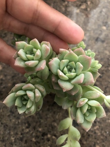 Echeveria profilica succulent - profilica,