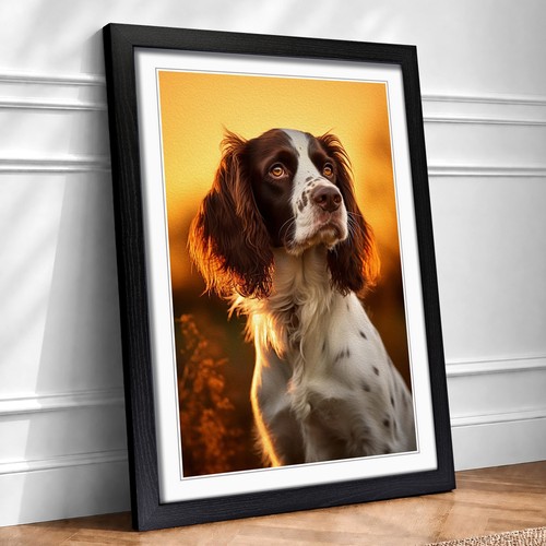 English springer spaniel - springer,