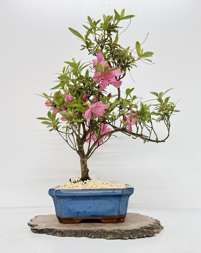 Way life bonsai - of,
