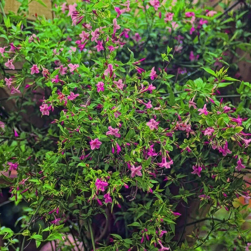 Jasminum beesanium flowering - jasminum,