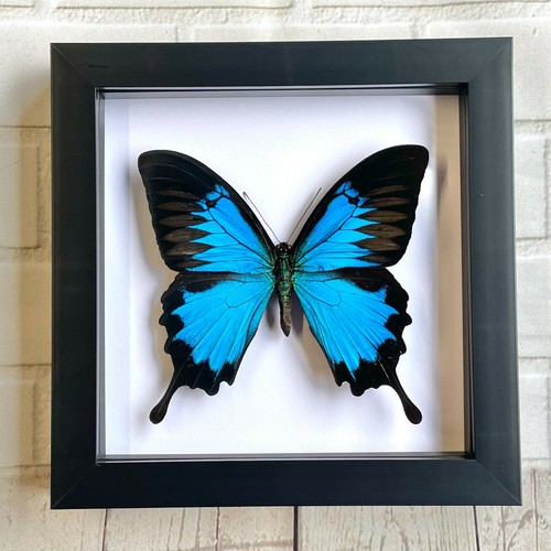 Blue mountain swallowtail - mountain,