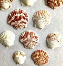 Scallop shells 6cm large - shells, 3-6cm