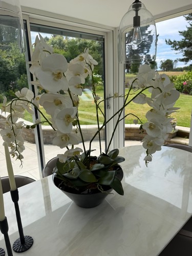 Orchid plant pot - plant, in