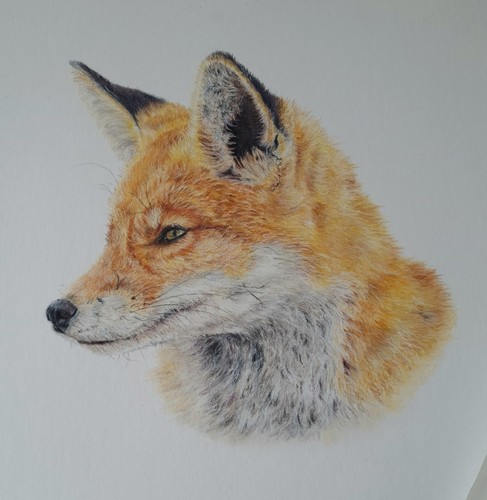 Original red fox coloured - original,