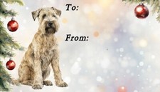 Soft Coated Wheaten Terrier