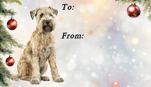 Soft coated wheaten - coated, terrier
