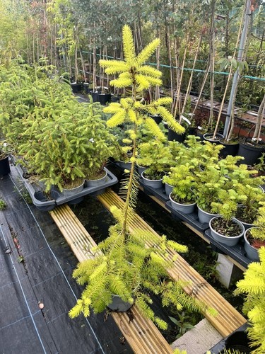 Douglas fir tree pseudotsuga - fir,