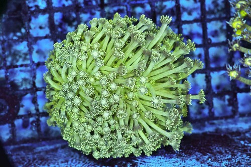 Neon green goniopora coral - neon,