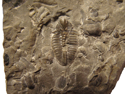 Cambrian trilobite fossil