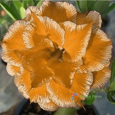 2 Seeds Orange Adenium Unique