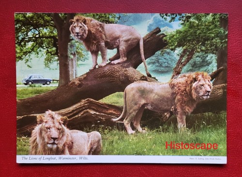 Postcard unused the - unused, of
