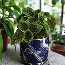Pilea Moon Valley in 12cm Pot - Indoor Easy Care Compact Foliage Houseplant