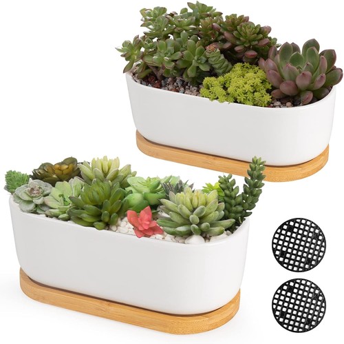 White ceramic succulent - white, plant
