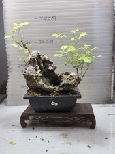 Vitex negundo (A living bonsai