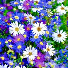 5500x Swan River Daisy Mix Seeds - Brachycome Iberidifolia - Flower