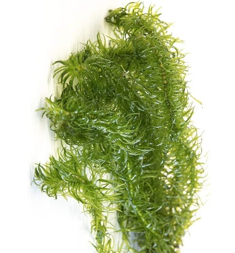 Elodea densa oxygenating - 6,