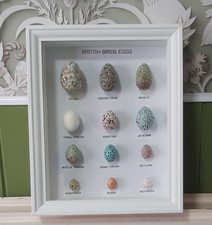 British birds eggs collection - british,