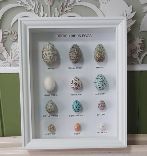 British birds eggs collection - birds,