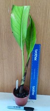 Ensete Hiniba Banana Plant 9cm