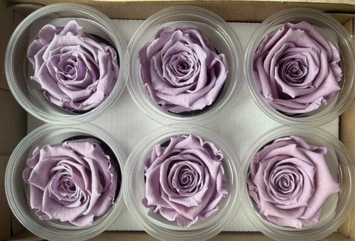 Lavender preserved real - lavender,