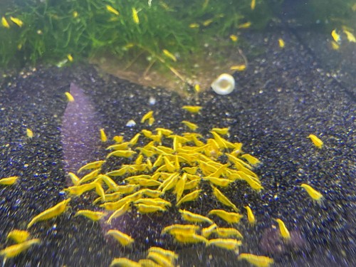 2yellow neocaridina live - 8+2yellow,