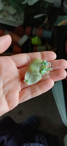 Echeveria graptoveria lovely - echeveria,