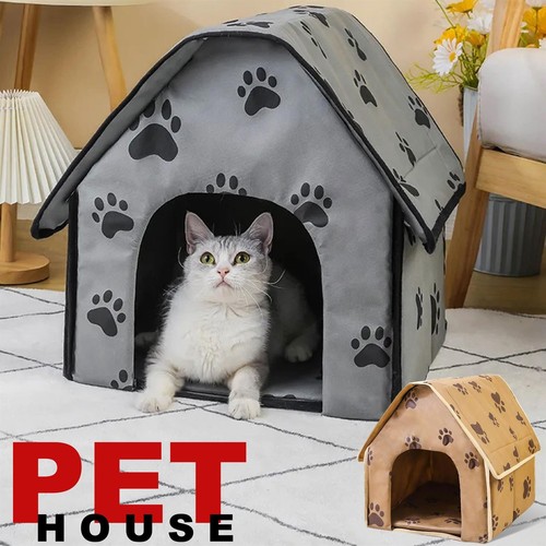 Pet kitten cat - cat, indoor