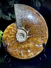 Large 305g, 12cm 416 Million