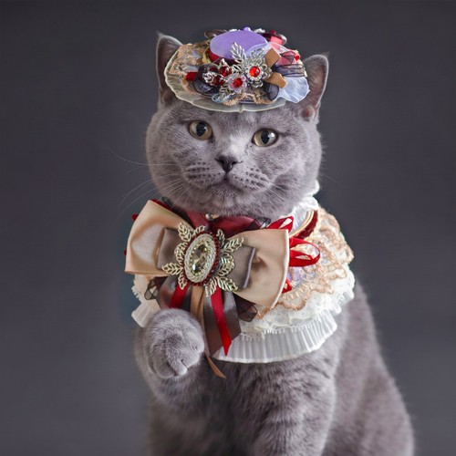 Handmade one kind cat bow - cat,