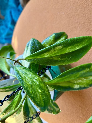 Hoya incrassata moon shadow - shadow, 2