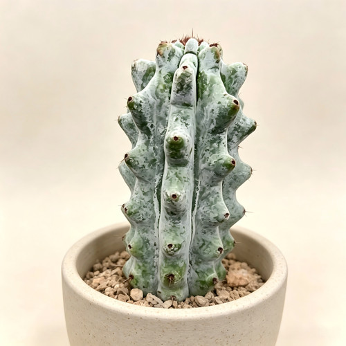 Stenocereus beneckei bare root - bare,
