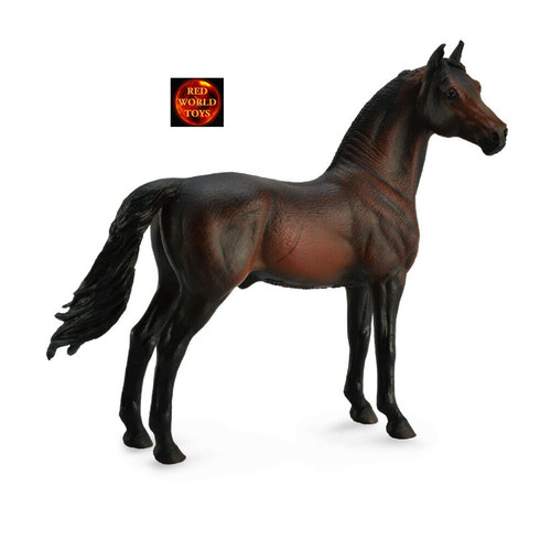 Morgan bay stallion - stallion, horse
