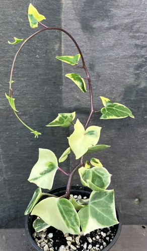 Senecio macroglossus - senecio,