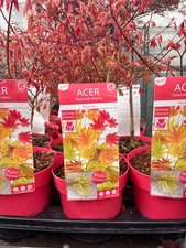 Acer shirasawanum 'Moonrise'