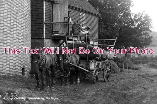 1059 hop picking - hop,
