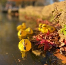 Floating Ducklings (Set of 6)