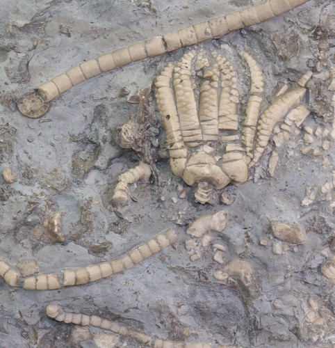 Crinoids encrinus - crinoids,,