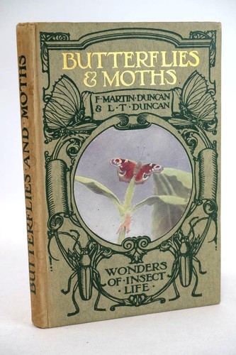 Wonders insect life - insect,