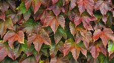 Boston ivy deciduous climbing - boston,