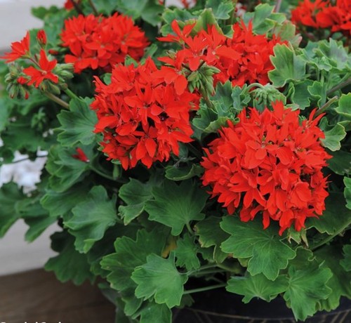 Star shaped pelargonium - star-shaped,
