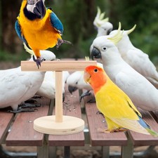  Parrots Perch Parakeets Stand