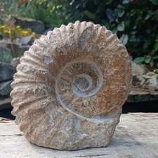 Large Fossil Ammonite