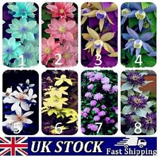 Clematis Flower Seeds, Climbing Hybrid Garden Plant, Mixed Colours -UK