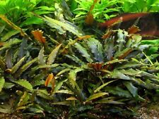 5 x Cryptocoryne wendtii Brown tropical aquarium plants EU grown  shrimp safe