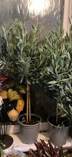 RPP £69- Lavender Tree