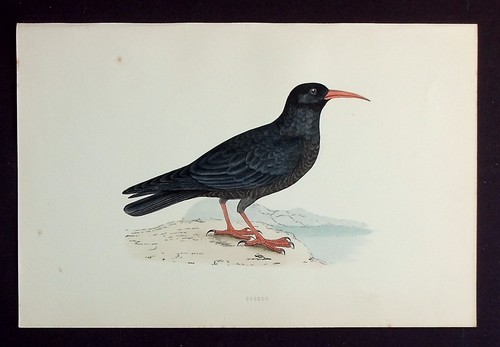 Chough original antique - chough,,